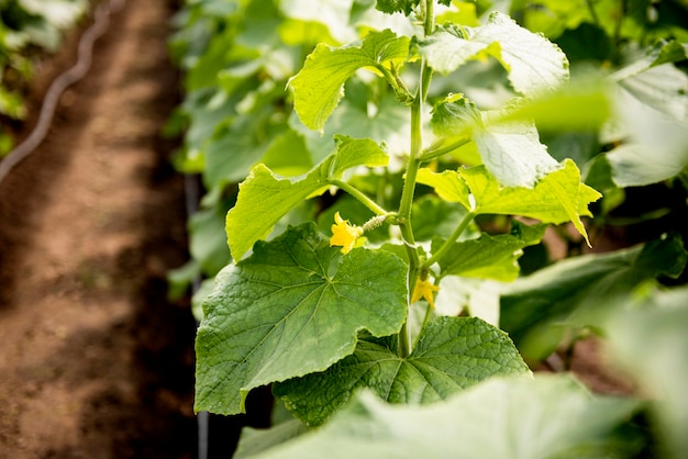 Plant with flower and leaves in greenhouse