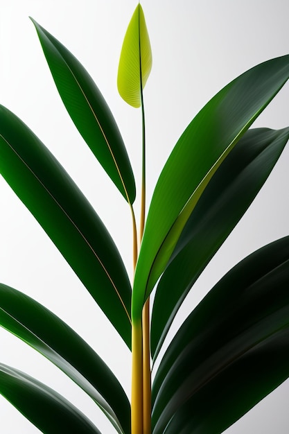 A plant with a green leaf and a yellow flower