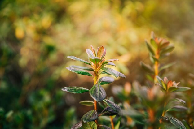 夏の日に緑の葉を持つ植物します。