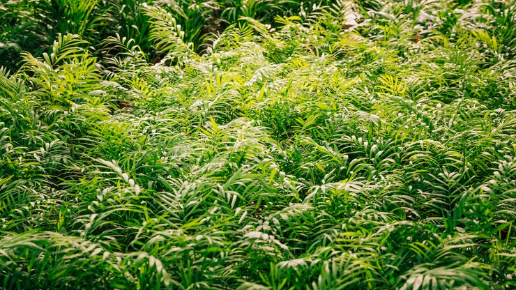 無料Photo 日光の下で緑の葉を持つ植物します。