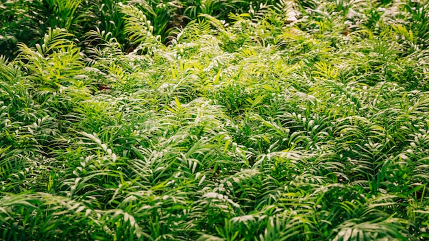 Plant with green leaves in sunlight