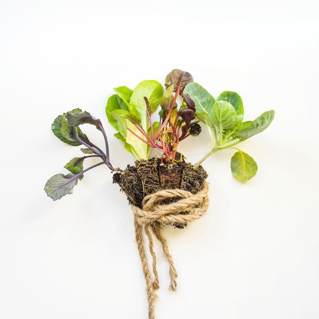 Plant with rope