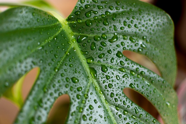 Plant with water drops close-up