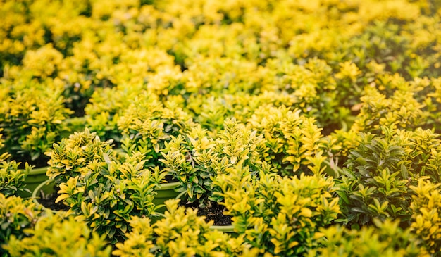 Free photo plant with yellow leaves on green potted plant