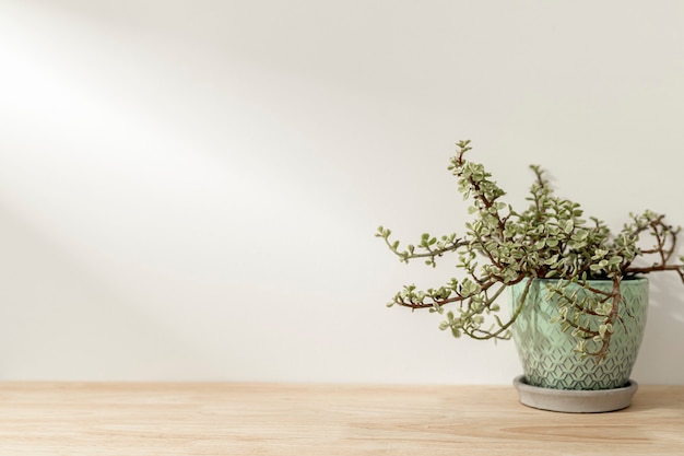 Plant on wooden shelf background