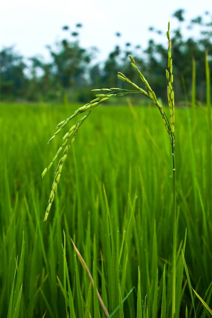 無料写真 植物黄色の非都市部の幹屋外