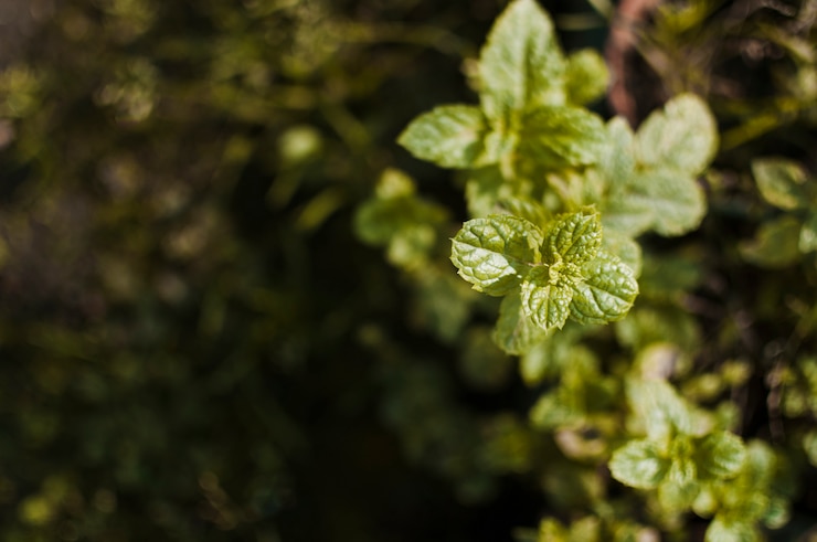 Free Photo plant