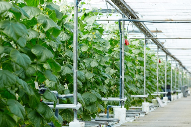 Free photo plantation of cucumbers