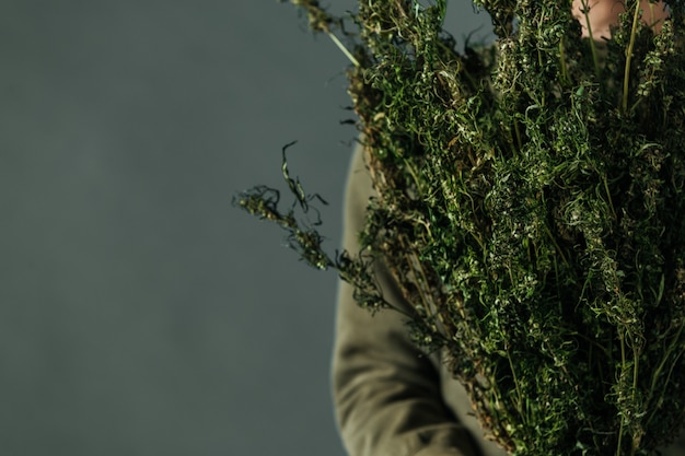 Planters hold cannabis trees on a gray background.