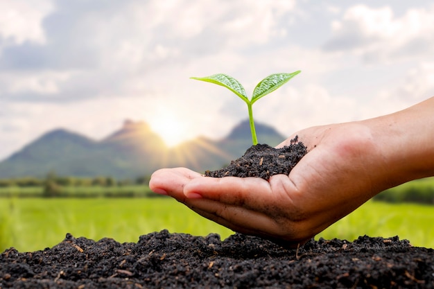 Planting trees by the hands of farmers planting seedlings in the ground and the sunset background, the concept of reforestation and environmental protection