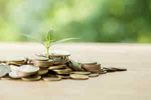 Free photo planting trees on a coin pile with sunlight