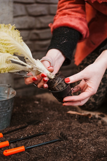 Free photo planting