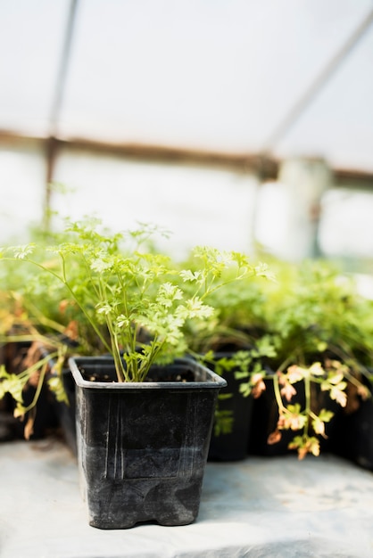 Plants in black pots in greenhouse