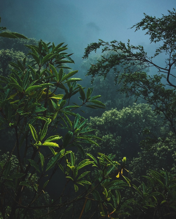 Free Photo plants and branches in the fog