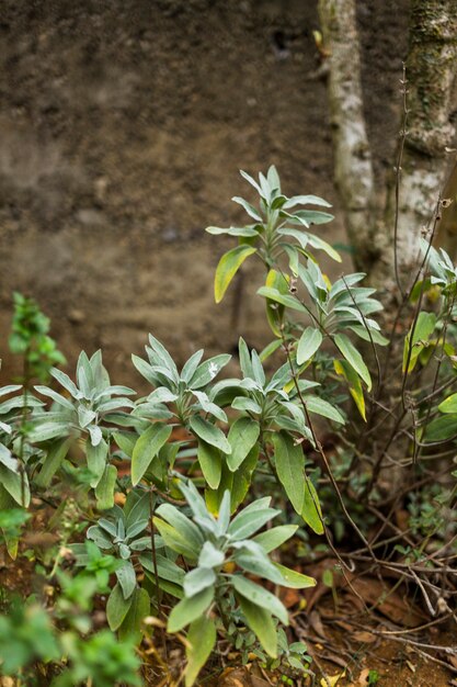 植物と茂み