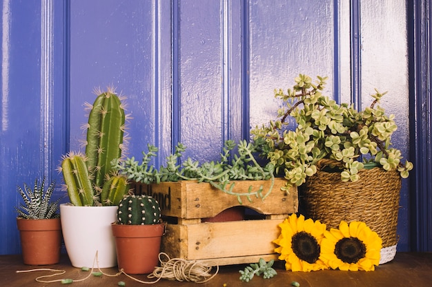 Foto gratuita piante, cactus e girasoli