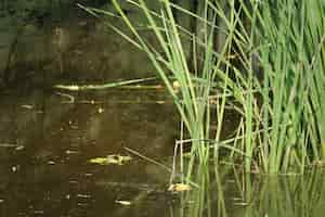 Foto gratuita le piante che escono dall'acqua