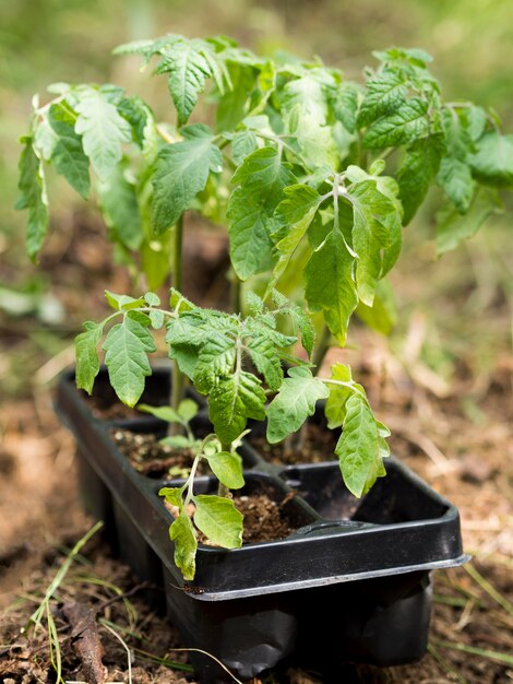 Plants in flowerpots close-up