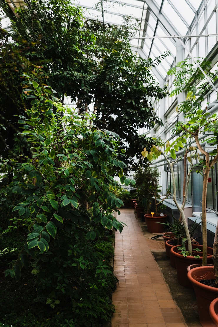 無料Photo 温室の植物
