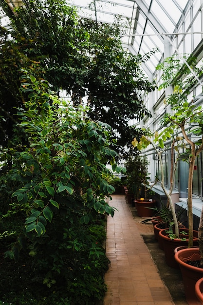 Plants in greenhouse