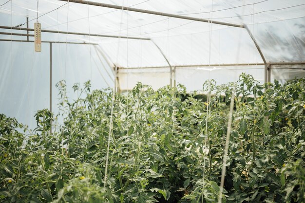 Plants growing in greenhouse