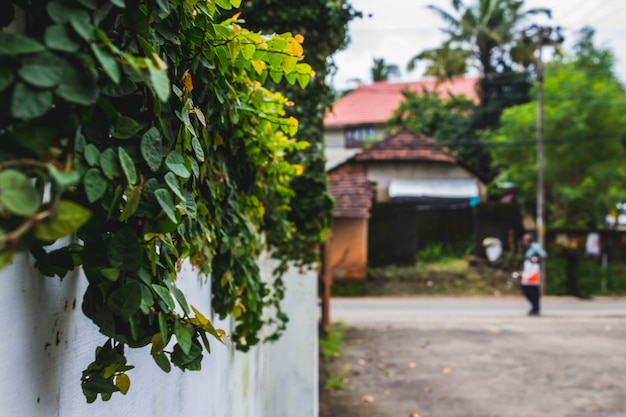 Free photo plants growing on a wall