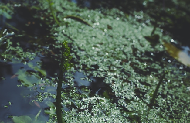 Plants growing on the water