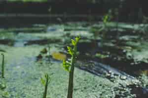 Free photo plants growing on the water