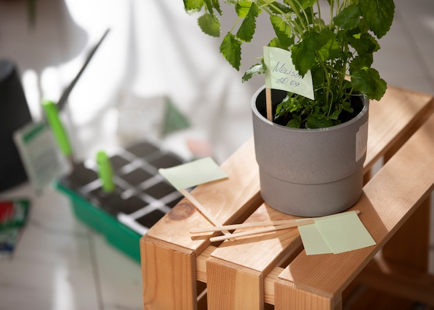 屋内で栽培・栽培される植物