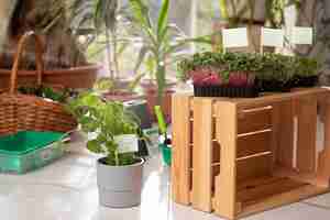 Free photo plants grown and cultivated indoors