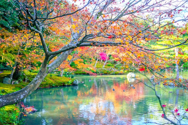 植物の水平秋ミストゴールド