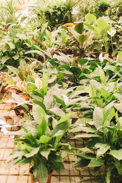 Plants and leaves in greenhouse