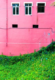 핑크 개념에 식물입니다. 분홍색 벽의 배경에 있는 녹색
