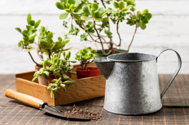 Plants pot with watering can