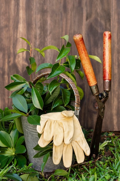 Free photo plants pot with watering can