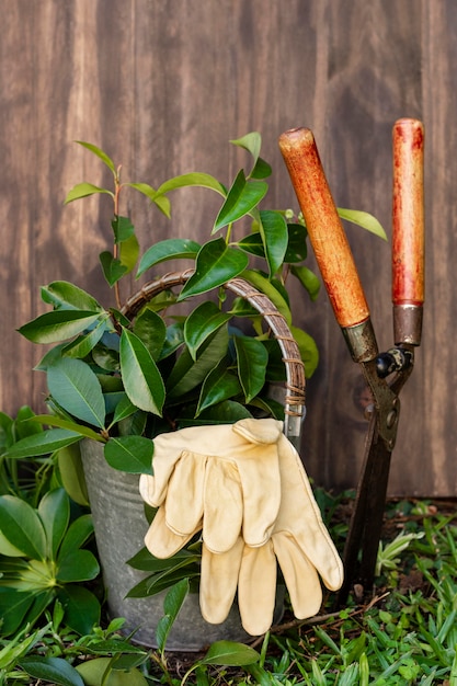 Plants pot with watering can