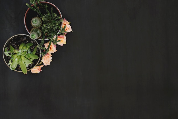 Plants and roses on dark background