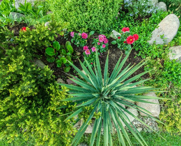 Plants seen from above