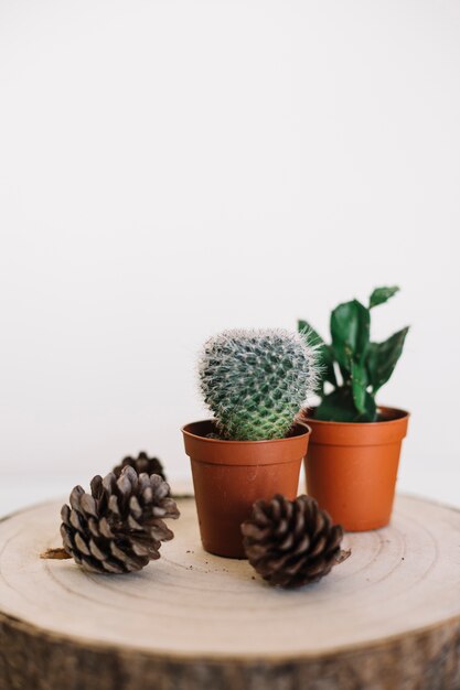 切り株上の植物