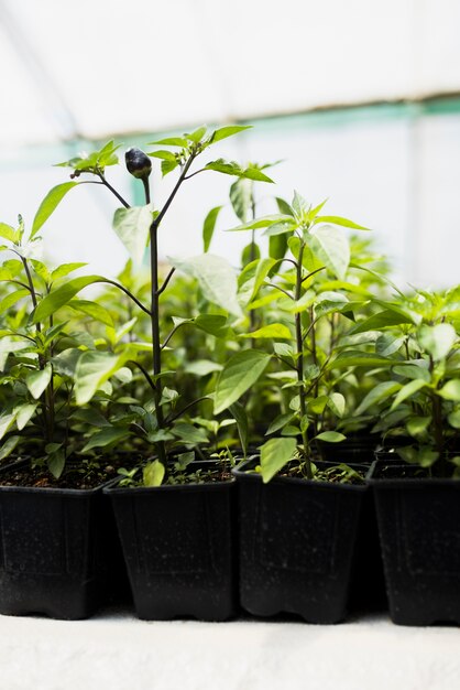 Plants with black fruits in greenhouse