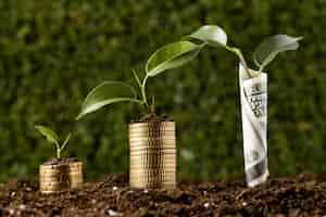 Free photo plants with coins stacked on dirt and banknote