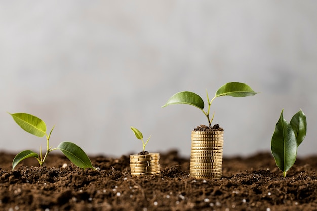 Free photo plants with coins stacked on dirt