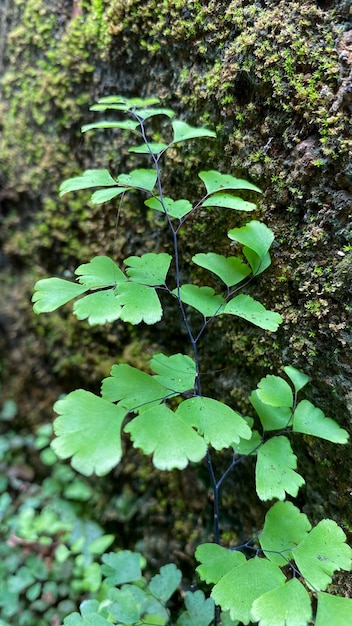 Free photo plants with green leaves and very beautiful