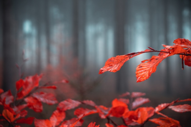 Foto gratuita piante con foglie d'arancio nella foresta