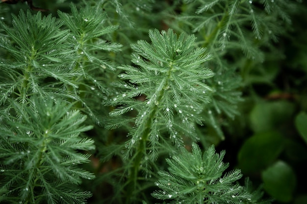 Plants with rain drops closeup