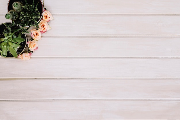 Plants on wooden surface with space