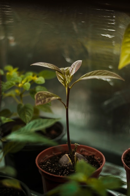 植物