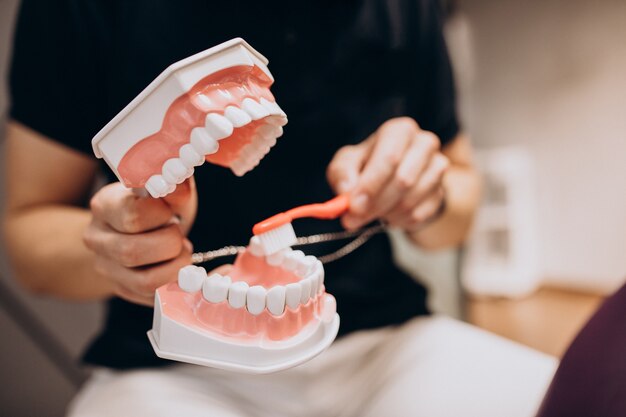 plastic jaw at a dentistry clinic