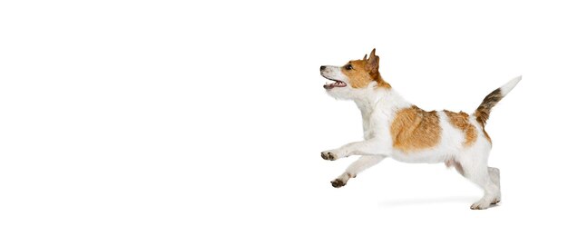 Playful cute dog terrier running posing in motion isolated over white studio background Concept of pets love animal life