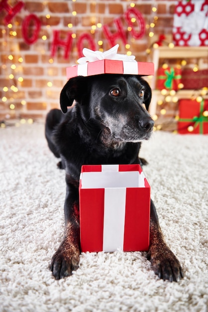 Playful dog opening a christmas present